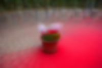 Blumentopf auf rotem Teppich im Kulturpark Berg, fotografiert im Stil von Pep Ventosa